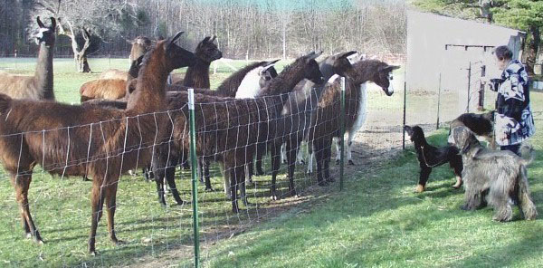 Photo of llamas